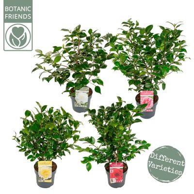 Camélia japonica mélange p19 h50