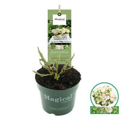 Hortensia macrophylla magicalp17
