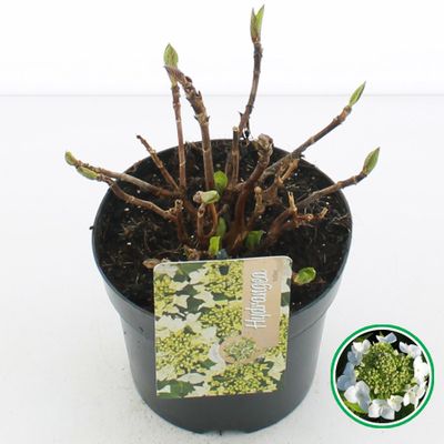 Hortensia macrophylla p17