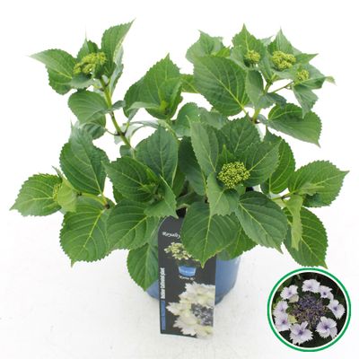 Hortensia royal collection p20