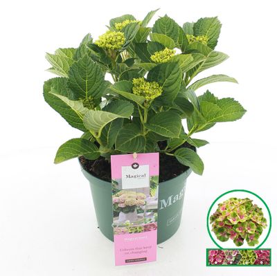 Hydrangea magical jewel roze