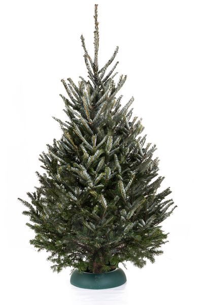Kerstboom Abies fraseri gezaagd 200-225 cm