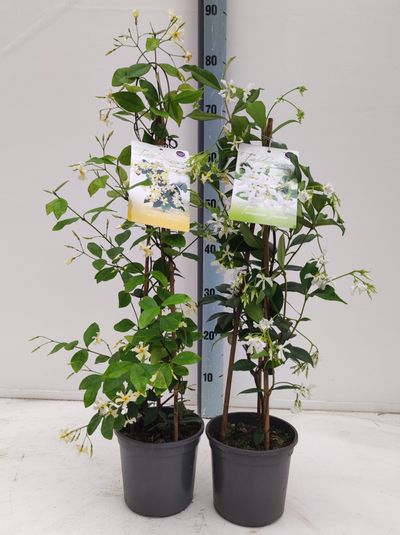 Trachelospermum