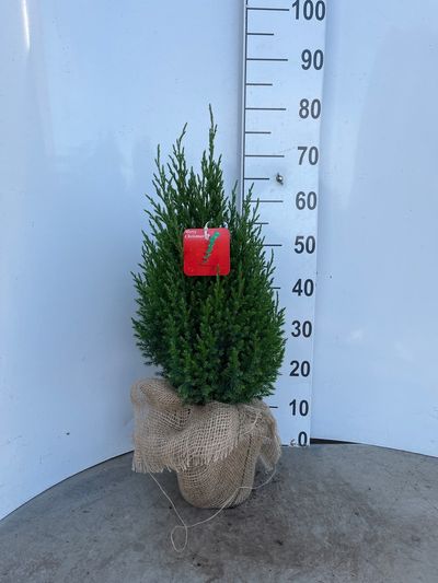 Juniperus chinensis Stricta ( Genévrier de Chine )