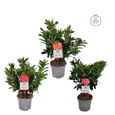 Azalea mollis parfumollis 