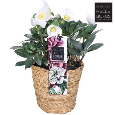 Helleborus christmas Carol in een decoratieve mand ( Kerstroos ) 