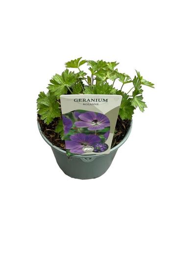 Geranium rozanne p17 h25 vaste plant geranium