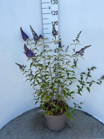 Buddleja davidii Empire Blue ( Arbre aux papillons )
