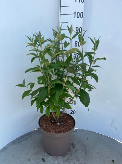 Buddleja davidii Pink Delight ( Arbre aux papillons ) 