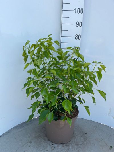 Hedera hélix Arborescens