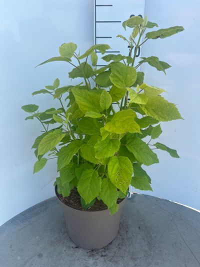 Hydrangea arborescens Annabelle ( Sneeuwbal hortensia )