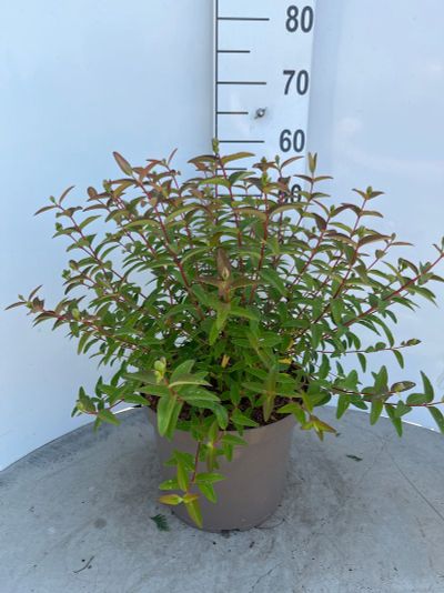 Hypericum Hidcote ( Herfsthooi )