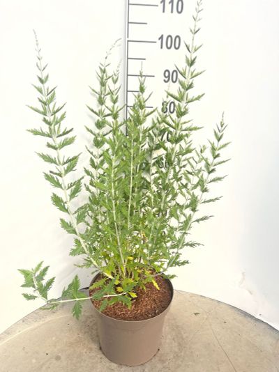 Perovskia Blue Spire ( Sauge d'Afghanistan Blue Spire )