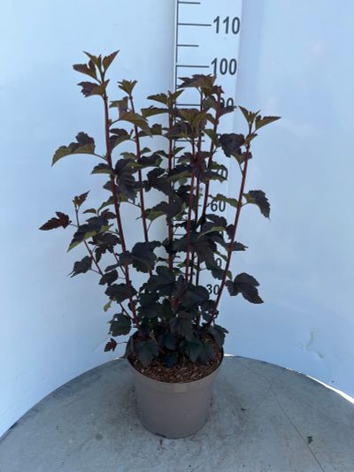 Physocarpus opulifolius Diabolo