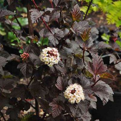 Physocarpus opulifolius Diabolo
