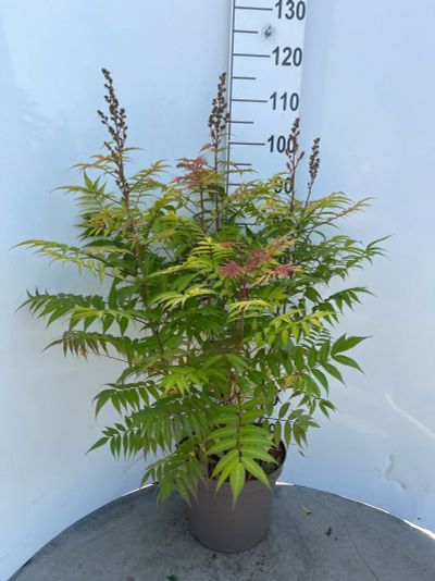 Sorbaria sorbif Sem ( Lijsterbes spirea )