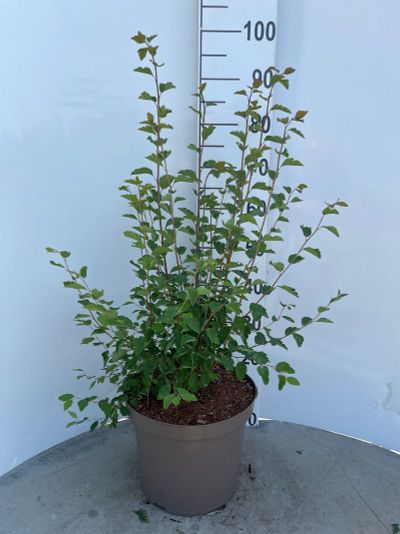 Spiraea vanhouttei ( Spierstruik )