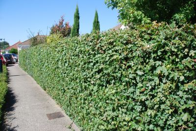 Acer campestre blote wortel 60/80 cm (Veldesdoorn)