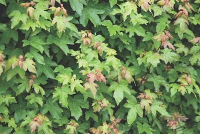 Acer campestre blote wortel 60/80 cm (Veldesdoorn)