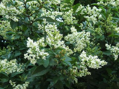 Ligustrum ovalifolium blote wortel 60/90cm (haagliguster)