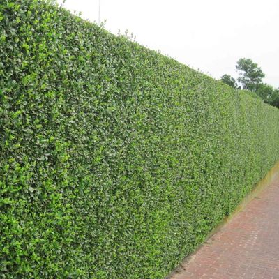 Ligustrum ovalifolium blote wortel 100/125cm (haagliguster)