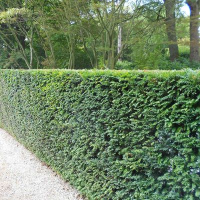 Taxus baccata blote wortel 30/50cm (taxus of venijnboom)
