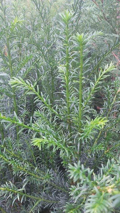 Taxus baccata blote wortel 30/50cm (taxus of venijnboom)