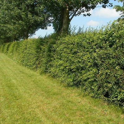 Crataegus monogyna blote wortel 60/80cm (eenstijlige meidoorn)