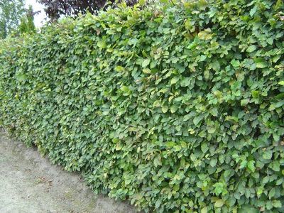 Fagus sylvatica ‘atropunicea’ blote wortel 80/100cm (Beuk)