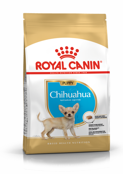 Bhn chihuahua puppy 1.5kg