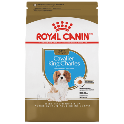 Bhn cavalier king charles puppy 1.5kg