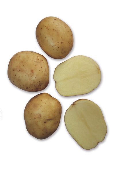 Plants de pomme de terre: premiere hollande 28/35 3kg