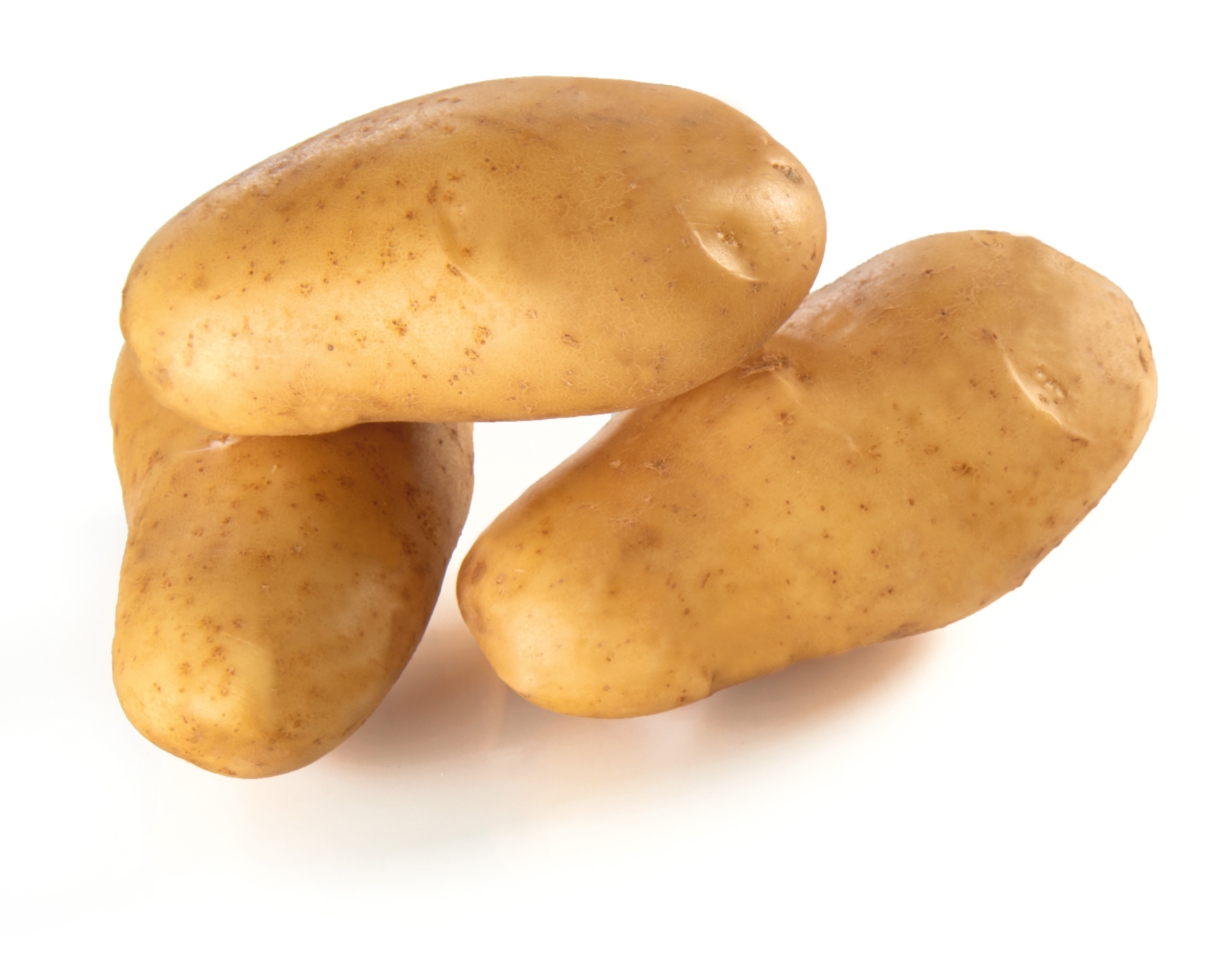 Plants de pomme de terre samba france 25/35 sac 5kg 1180919