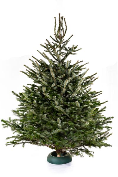 Kerstboom Abies Nordmann gezaagd 150-175 cm