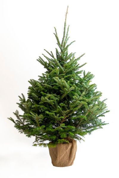 Fraseri conteneur 175-200