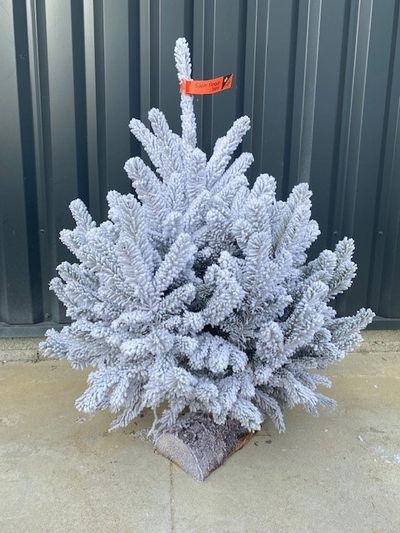 Sapin de noël floqué 50 - 60 cm