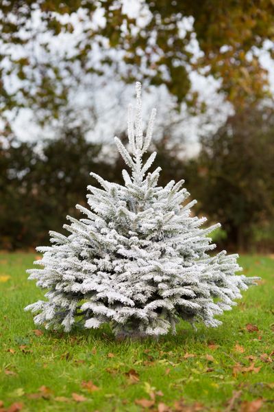 Kerstboom Besneeuwde Nordmannspar 100 - 150 cm