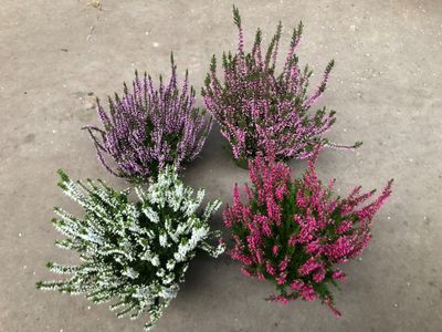 Calluna vulgaris Garden