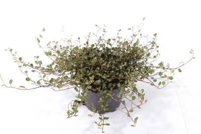 Muehlenbeckia complexa (Draadplant)