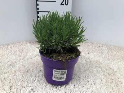 Lavande p13cm