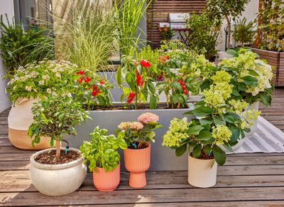 Bewateringsset voor terras