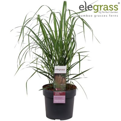 Calamagrostis acutiflora Karl Foerster ( pluimstruisriet )