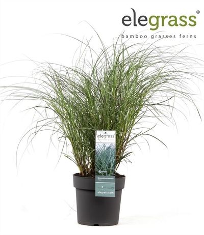 Miscanthus sinensis 'Adagio'  (Prachtriet)