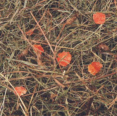 Berghooi met wortel 500gr.