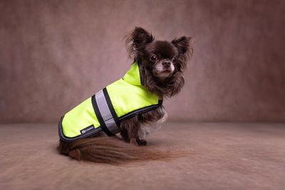 Manteau d'hiver eisbär jaune fluo