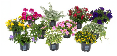 Zomerbloeier 10.5 cm