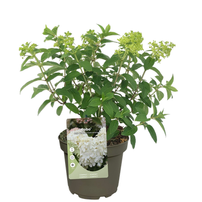 Pluimhortensia 'Bobo'