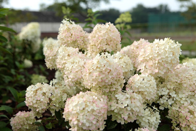 Pluimhortensia 'Bobo'