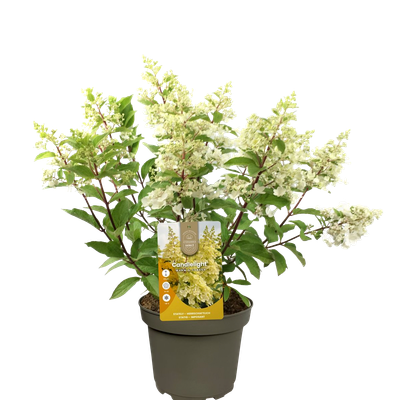Pluimhortensia 'Candlelight'