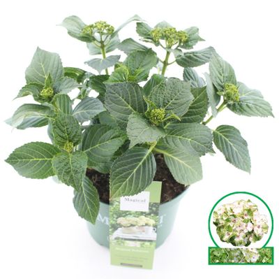 Hortensia magical noblesse